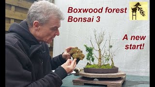 Boxwood forest Bonsai 3 [upl. by Rabelais801]