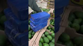 Colombian authorities find avocado shipment full of cocaine Shorts [upl. by Barayon]