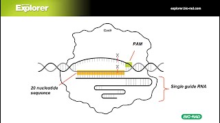 CRISPR Explained Gene Editing History Technology and Applications [upl. by Prissie]