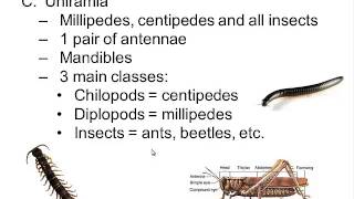 Phylum Arthropoda [upl. by Domingo]