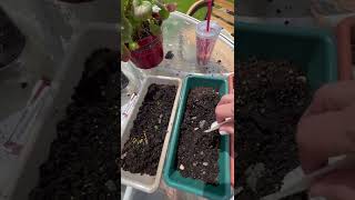 Planting Geranium Seeds Pt 1  Surprise Colors [upl. by Auqenehs679]