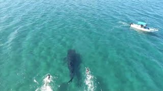 Capodanno in Messico il bagno dei turisti con lo squalo balena [upl. by Neerbas]