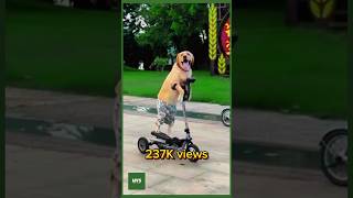 P50  Funny dog ​​videos 2024 attract millions of views dog funny viralvideo [upl. by Goldstein]