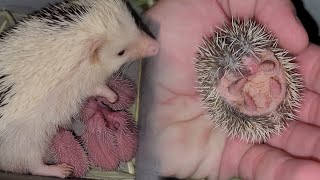 Hedgehog babies growing up 1 to 14 days hoglets [upl. by Noram]