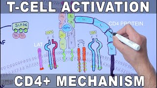 T Cell Activation  Mechanism [upl. by Aelyk]