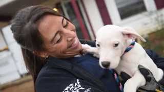 Emaciated Dogs Rescued in Alabama [upl. by Arimahs]