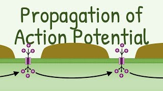 Propagation of Action Potential [upl. by Ethelin78]