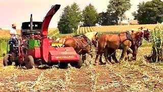 Amish Farmer with 8 Horse Hitch Chopping Silage [upl. by Adnuhsar776]