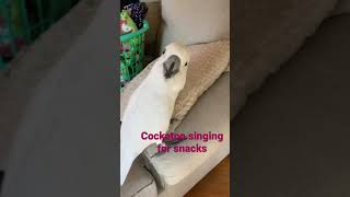 Cockatoo singing for snacks [upl. by Salmon596]