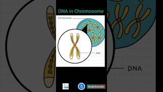 Chromosome DNA and Genes Quick Overview shorts [upl. by Edroi]