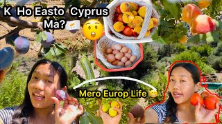 Cyprus Vlog 🇨🇾K Ho Easto Cyprus Ma🤔 Vlog Video Village  Picking Organic fruits Rosna Rai vlog [upl. by Maureen]