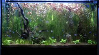 Acuario tropical de agua dulce antes de podar  Freshwater tropical fish tank before pruning [upl. by Aissatsana]