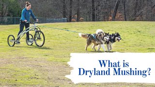 An Introduction To Dryland Mushing [upl. by Elwee150]