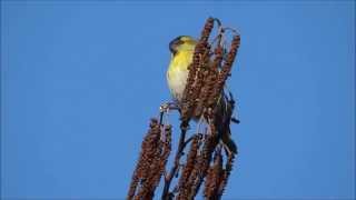 Sijzen  Siskin  Carduelis spinus  in onze zwarte els [upl. by Ita]