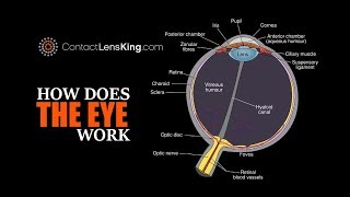 Eye Anatomy Parts of the Eye [upl. by Dori352]