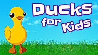 Ducks for Kids [upl. by Nele467]