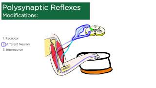 Polysynaptic Reflexes [upl. by Kasey]