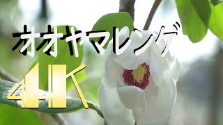 4K オオヤマレンゲの花 純白のドレス 2020 [upl. by Lemkul506]