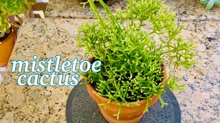 Propagate Rhipsalis Mistletoe Cactus [upl. by Zurciram351]