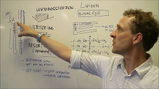 Hoe worden vetten verteerd [upl. by Mmada]