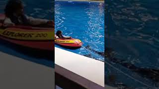 Dolphin Show at BLVD Dolphinarium Riyad season 2024 [upl. by Babara]