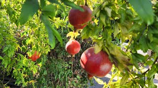 Picking Wonderful Pomegranates at Home The Joys of Growing Your Own Fruit Trees [upl. by Lebar]