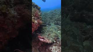 Wobbegong shark 🦈facts shortvideo shorts viralvideo trendingshorts trending history [upl. by Kliment]