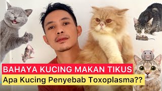 APA KUCING BOLEH MAKAN TIKUS  Bahaya Kucing Makan Tikus Penyebab Toksoplasma  Toxoplasma [upl. by Arrac]