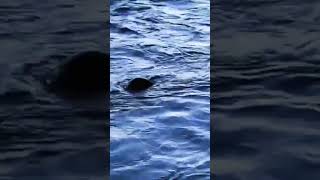 A Family Of Otters At The River Don Aberdeen Scotland nature [upl. by Micheal]