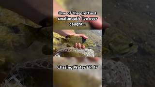 Beautiful smallmouth bass on the fly [upl. by Emlin662]