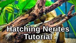 How to Breed amp Hatch Nerite Snails [upl. by Krissie671]