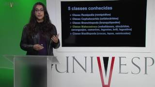 Zoologia de Invertebrados  Aula 21  Filo Arthropoda Crustacea [upl. by Ananna]