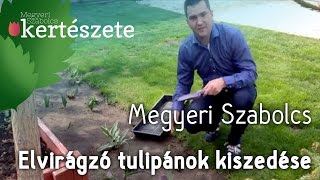 Elvirágzott tulipánok kiszedése  Megyeri Szabolcs Kertészet [upl. by Esekram411]