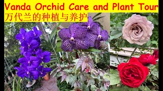 Vanda orchid care and plant tour  万代兰的种植与养护 [upl. by Dafodil484]