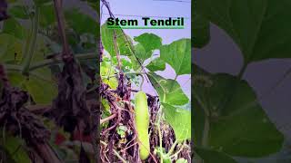 Bottle Gourd  Stem Tendrils Modification  Morphology of Flowering Plant bottlegourd shorts [upl. by Rayham]