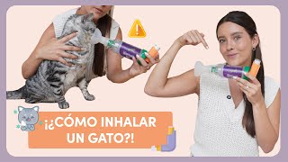 ¿CÓMO USAR UN INHALADOR EN GATOS ASMÁTICOS  Lauvet [upl. by Krum]