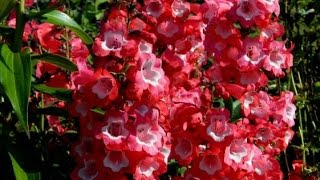 Penstemon Spring Pruning [upl. by Calderon]