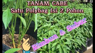 TANAM CABE SATU POLIBAG ISI 2 POHON  PART 2 [upl. by Ebarta538]