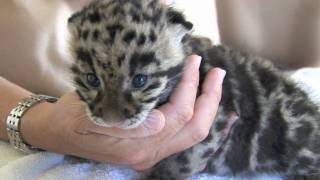 Newborn Clouded Leopard Cubs  1 month old [upl. by Vanthe]