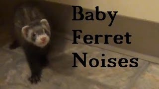 Baby Ferret Noises [upl. by Aydne]