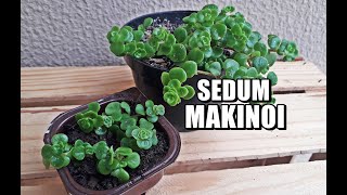 COMO FAZER MUDA DE SEDUM MAKINOI [upl. by Cinomod868]