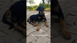 dear comrade good friends shorts youtubeshorts tncwellness gaumata dog doglover [upl. by Mozza589]