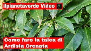 Come fare la talea di Ardisia Crenata [upl. by Leba]