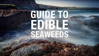 Guide to edible seaweeds  get your Iodine RDA [upl. by Marfe]