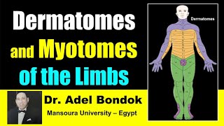 Dermatomes and Myotomes of the Body Dr Adel Bondok [upl. by Kinna]