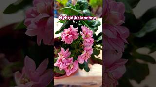 Beautiful hybrid kalanchoe youtube gardening shashigarden ytviral [upl. by Iadrahc919]