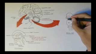 Brain Anatomy Overview  Lobes Diencephalon Brain Stem amp Limbic System [upl. by Deste58]