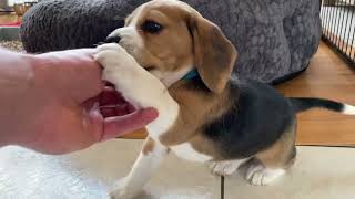 Cute beagle Puppy Barking amp Howling [upl. by Yhprum676]