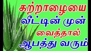 கற்றாழையை வீட்டின் முன் நட்டு வைத்தால் ஆபத்து வருமா  how to grow katralai or aloevera in home [upl. by Denton718]