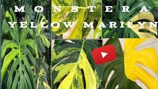 monstera yellow marilyn [upl. by Lurleen]